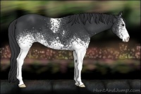 Horse Color:White Spotted Black