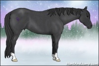 Horse Color:Blue Roan 