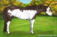 Horse Color:Liver Chestnut Splash Frame