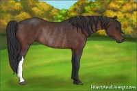 Horse Color:Bay Rabicano