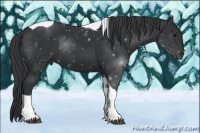 Horse Color:Black Tobiano 