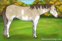 Horse Color:Liver Red Dun Splash 