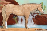 Horse Color:Gold Champagne Ice 