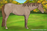 Horse Color:Unknown 