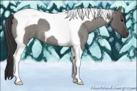 Horse Color:Grullo Roan Tobiano