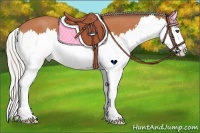 Horse Color:Silver Bay Splash 