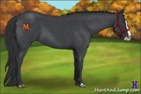 Horse Color:Blue Roan Splash 
