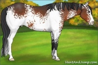 Horse Color:White Spotted Bay Sabino 