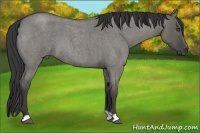 Horse Color:Grullo Roan