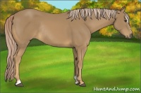 Horse Color:Palomino Sabino Rabicano