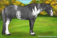 Horse Color:White Spotted Black Sabino Appaloosa Rabicano
