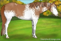 Horse Color:White Spotted Chestnut 