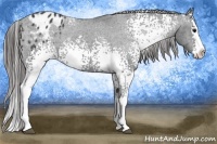 Horse Color:White Spotted Black Sabino Splash Appaloosa 