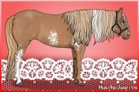 Horse Color:White Spotted Chestnut 