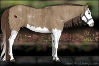 Horse Color:Liver Red Dun Splash  Brindle