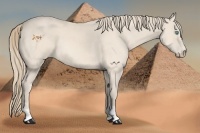Horse Color:Perlino 