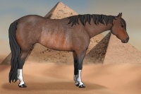 Horse Color:Bay Roan Rabicano 