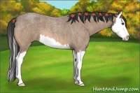 Horse Color:Buckskin Roan Splash 
