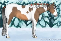 Horse Color:Buckskin Splash Tobiano 