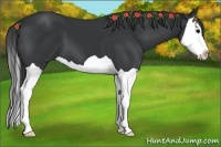 Horse Color:Black Splash 