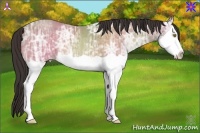 Horse Color:Amber Champagne Ice Splash 