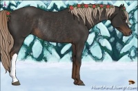 Horse Color:Liver Chestnut Rabicano 