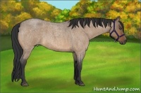 Horse Color:Bay Roan Dun