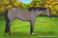 Horse Color:Grullo