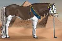 Horse Color:Liver Chestnut Splash 