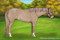 Horse Color:Palomino Roan 