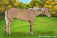 Horse Color:Palomino Roan 