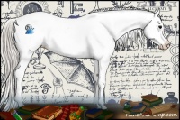 Horse Color:Silver Black Appaloosa 