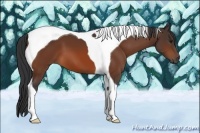 Horse Color:Bay Tobiano 