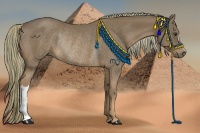 Horse Color:Chestnut Rabicano 