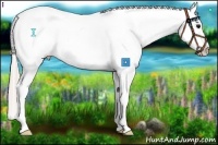 Horse Color:Silver Grullo Splash Snowflake Varnish