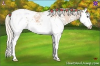 Horse Color:White Spotted Silver Bay Roan Splash Appaloosa