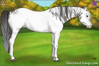 Horse Color:White Spotted Buckskin Splash 
