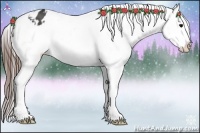 Horse Color:Brown Appaloosa 