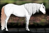 Horse Color:Bay Splash Tobiano Blanket  Brindle