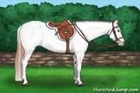 Horse Color:Chestnut Appaloosa 