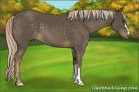 Horse Color:Chocolate Palomino