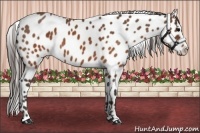 Horse Color:Brown Appaloosa  Brindle