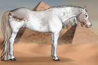 Horse Color:White Spotted Liver Chestnut Sabino