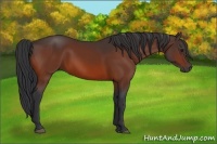 Horse Color:Bay Rabicano 