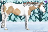 Horse Color:Silver Bay Dun Splash Tobiano 