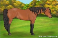 Horse Color:Bay Rabicano 