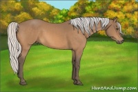 Horse Color:Silver Buckskin 