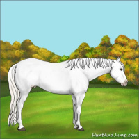 Horse Color:Chocolate Palomino Appaloosa 
