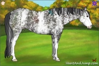 Horse Color:White Spotted Black 