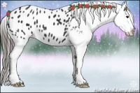 Horse Color:Black Appaloosa 